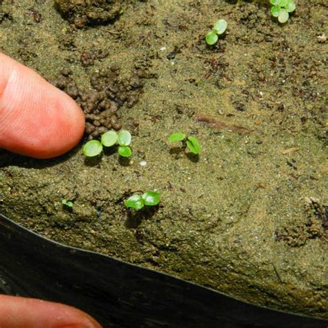Где быстрее прорастают семена в почве или в воде?