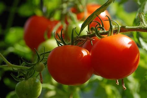 Где лучше сажать помидоры на солнце или в тени?
