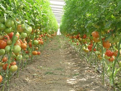 Где лучше выращивать помидоры?