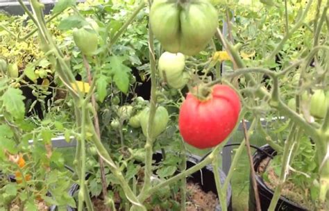 Где хорошо растут помидоры?