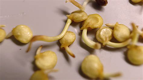 Как быстро прорастают семена перца?