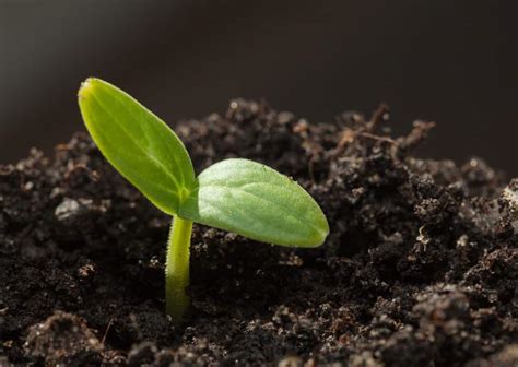 Как быстро прорастить семена для рассады?