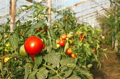 Как часто нужно поливать помидоры в горшках?