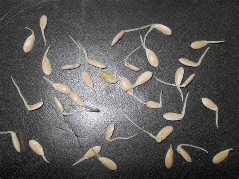 Как долго прорастают семена Цинии?