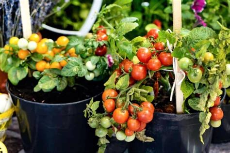 Как лучше всего посадить помидоры?