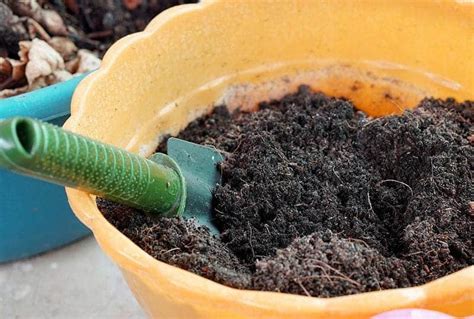 Как можно обеззаразить почву в теплице осенью?