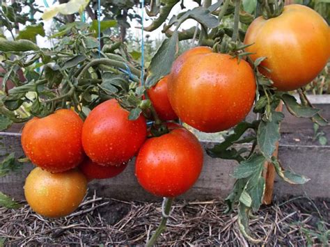 Как называются низкорослые помидоры?