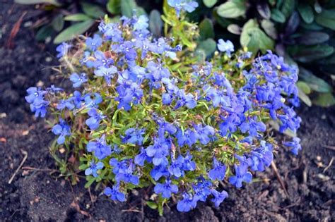 Как называются синие весенние цветы?