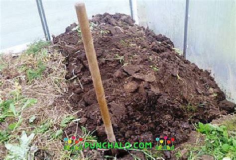 Как обрабатывать почву марганцовкой?