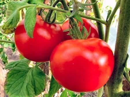 Как обработать семена томатов перед посадкой?