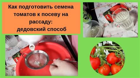 Как подготовить семена томатов?