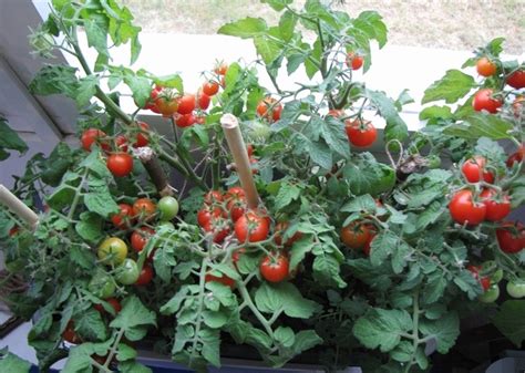 Как поливать помидоры после всходов семян?