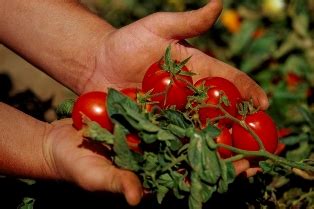Как получить высокий урожай томатов?