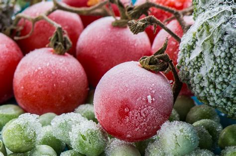 Как помидоры переносят заморозки?