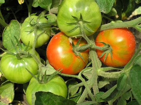Как понять что помидорам не хватает калия?