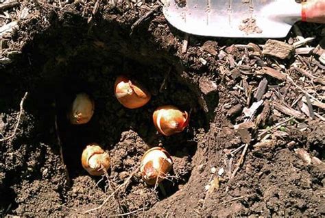 Как посадить луковицы тюльпанов?