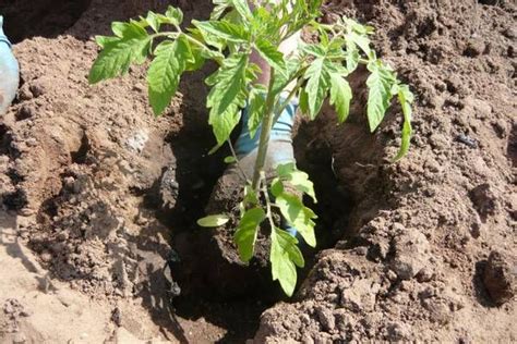 Как посадить помидоры семенами на рассаду?