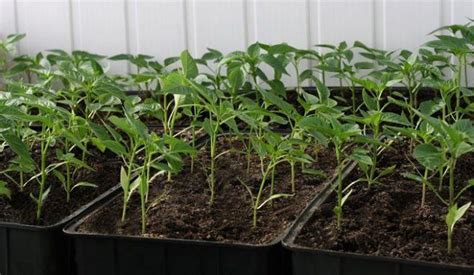Как посадить семена перца в домашних условиях?
