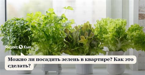 Как посадить семена в квартире?