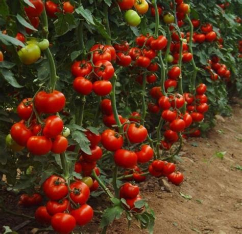 Как повысить урожайность томатов в открытом грунте?