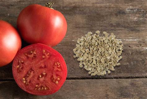 Как повысить всхожесть семян томатов?