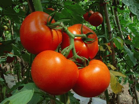 Как правильно поливать рассаду помидоров?