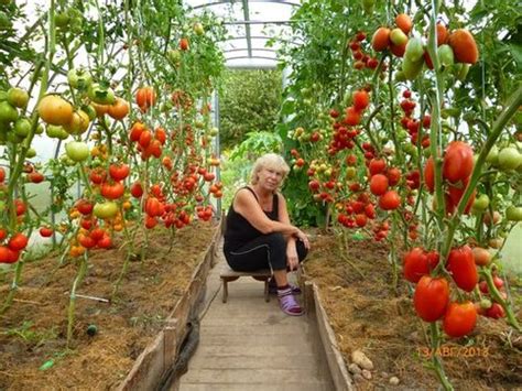 Как правильно посадить рассаду томатов в теплице?