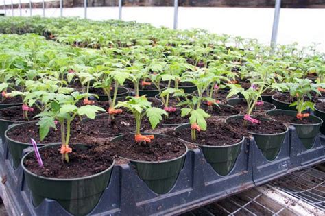 Как правильно посадить рассаду томатов?