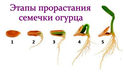 Как правильно посадить семечко огурца?