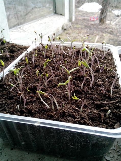 Как правильно посадить семена томатов на рассаду?