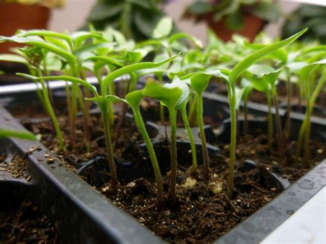 Как правильно проращивать семена на рассаду?