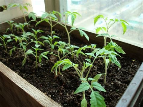 Как правильно садить семена томатов на рассаду?