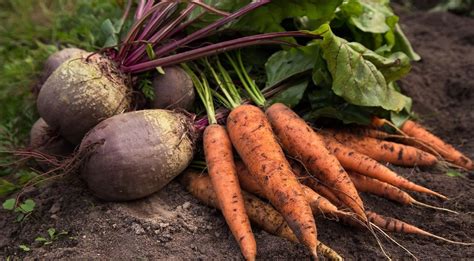 Как правильно сажать морковь и свеклу?