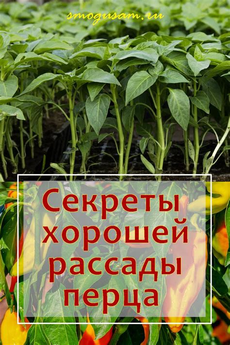 Как правильно сажать рассаду болгарского перца?