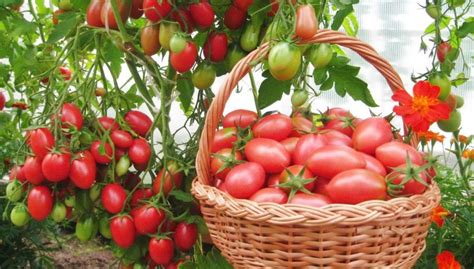 Как правильно сажать рассаду помидор?