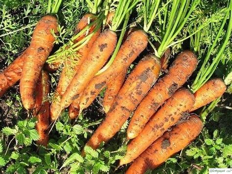 Как правильно сеять семена моркови?