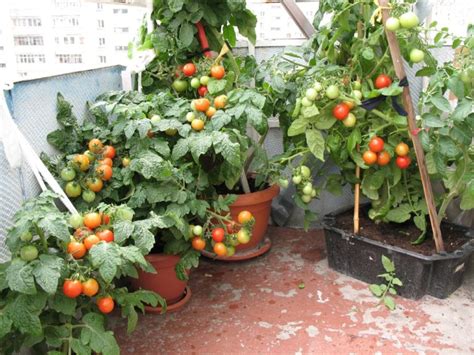 Как правильно выращивать помидоры на балконе?