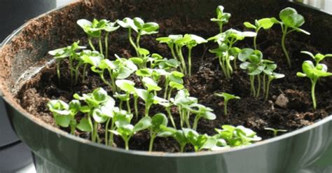 Как правильно выращивать рассаду на подоконнике?