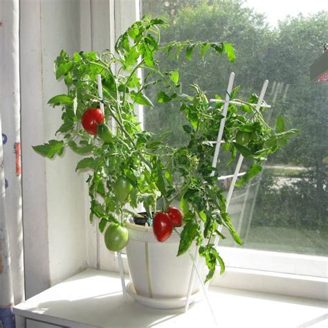 Как правильно вырастить рассаду помидор на подоконнике?