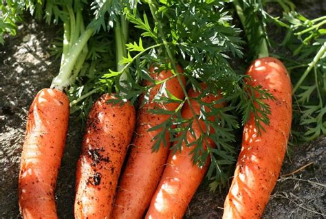 Как правильно вырастить хорошую морковь?