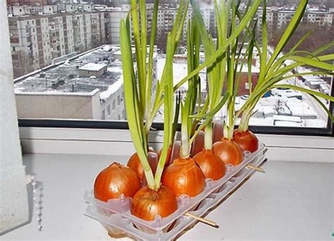 Как правильно вырастить зеленый лук на подоконнике?
