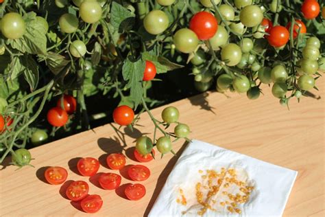 Как правильно закаливать семена томатов?