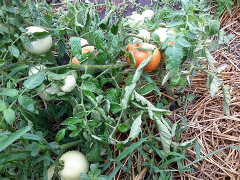 Как прищипывать помидоры в открытом грунте?