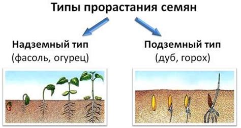 Как происходит процесс прорастания семян?