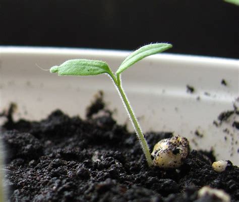 Как прорастают семена?