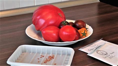Как разбудить семена томатов?