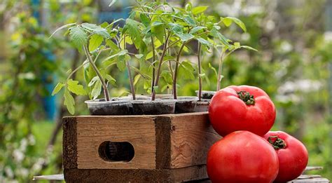 Как спасти взрослые томаты от черной ножки?