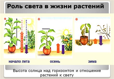 Как свет влияет на рост растений?