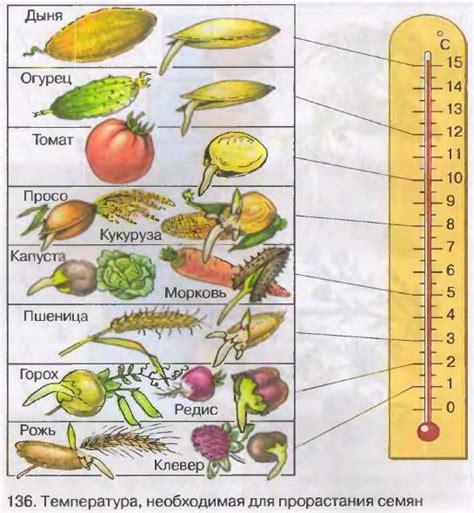 Как температура влияет на всхожесть семян?