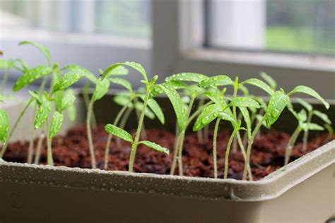 Как улучшить всхожесть семян томатов?